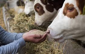 Fundamentals of Animal Nutrition for Veterinary Students